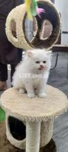 Persian Kitten Available Mashallah Haldi Kitten
