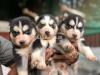 Husky puppies imported lines