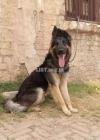 German Shepherd double coat mail 13 month for sale