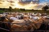 Cattle Farm, Dairy Farm  Farmhouse Land/ Plots