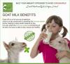 100% pure Goat Milk Rs. 280/kg