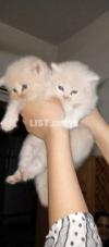 triple coated pershian kittens
