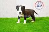 American staffordshire terrier pups