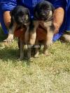 german shepherd pair male and female for sell 1 month