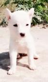 Russian puppy female age 1 month for sale