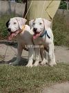 Puer bully gultair male age 3 man dog for sale