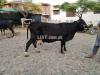 1 confirm pregnant cow along calf and katta