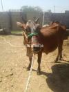 2 sahiwal cows with vachia
