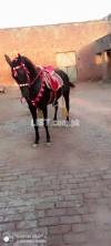 Femail horse for sale.color mushka