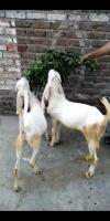 bakra and bakri Pair for sale