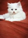 Persian Kitten | Punch | Doll Face