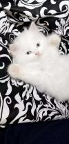 Pure Percian Furr ball very healthy and cute kitten available
