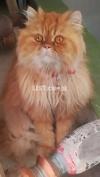 Persian Punch Face Cat Show Quality Rare Breed