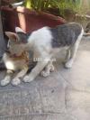 2 Kittens- Mixture Of Europian Short Hair And Local Oriental Cat