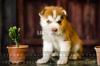 3rd Generation - Husky Woolly Coat Puppies