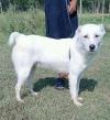 Pure Alabai male age 6months for sale
