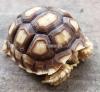 sulcata tortoise