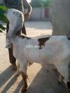 A Beautiful Mogi Goat Female