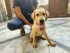 Urgent Sale | Labrador Pair Male & Female Puppies 3.5 month with Cage