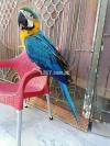 Blue and Gold Macaw fully tamed and friendly colourful and lengthy.