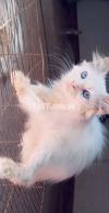 Pure Persian single coat Kittens