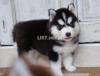 Europian lines siberian husky puppies from imported parents