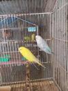 Budgies two pair for sale