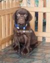 Highly pedigree chocolate labrador puppies from multi champion lines