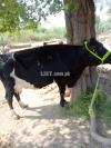 Farm cow pure imported american cow doodh 14 kilo pregnant