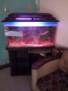 Fish aquarium with 4-5 colorful fishes and stand