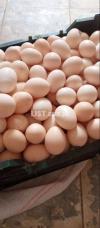 Fresh Pure Desi Eggs - Organic Fertile Eggs on Very cheap price