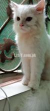 Male Persian kitten triple coat