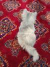 Persian Triple Coat kitten