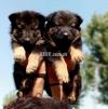 Long coated  German shepherd puppies are available