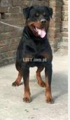 Rottweiler male 5face 8 month for sale