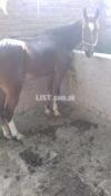 Horse for sale price 199999