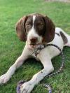 Pointer puppy 5 month old all vaccines done
