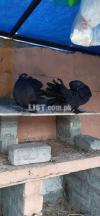 Pigeon lakha pair