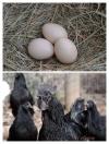 Ayam Cemani Eggs Available