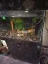 6 fishes with aquarium and filter