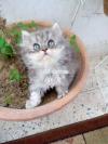 Pure Percian furr ball light grey kitten available for sale