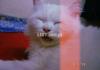 1 year old white parsian male cat double coted  ready for mating
