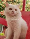 Pure White female persian cat triple coated
