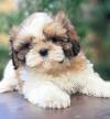 Adorable cottonball show lines shihtzu puppies finest quality in town