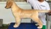 Pedigree and imported blood line golden retriever pup available