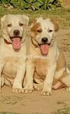 Pure Alabai afghani pair security dogs
