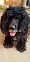 Champion American cocker spaniel  only for stud