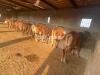 Sindh Cattle Farm