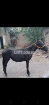Punjabi Horse Age 1year height 4footh 2 inches