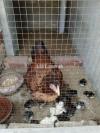 Bentum Black chicks 1 month old